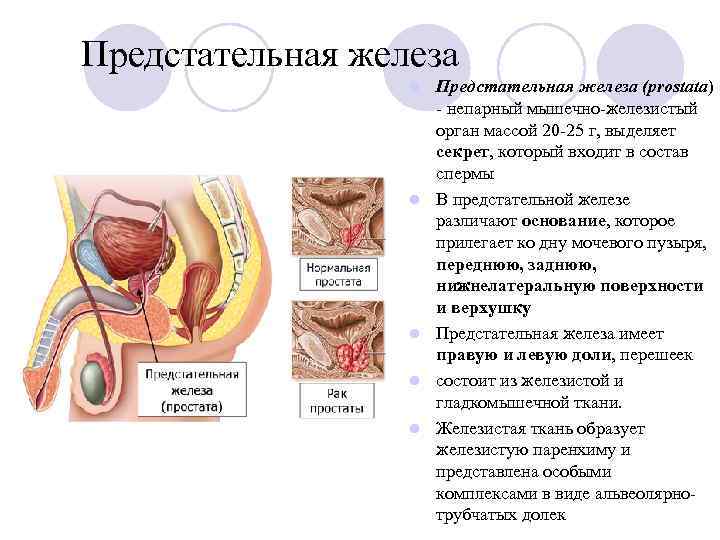 Предстательная железа l l l Предстательная железа (prostata) - непарный мышечно-железистый орган массой 20