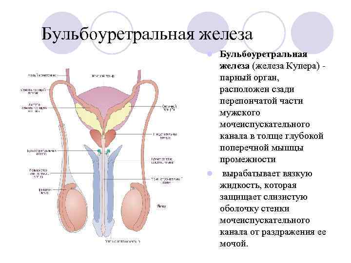 Железы мужских органов. Бульбоуретральные (куперовы) железы. Бульбоуретральные железы строение анатомия. Бульбоуретральная железа анатомия строение. Мужская половая система куперовы железы.