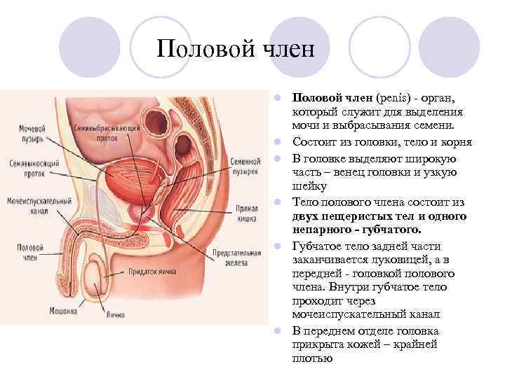 Половой член l l l Половой член (penis) - орган, который служит для выделения