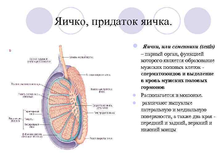 Какое яичко у мужчин отвечает. Строение семенника анатомия. Придаток яичка анатомия строение. Яичко мужское анатомия строение и функции. Строение яичка белочная оболочка.