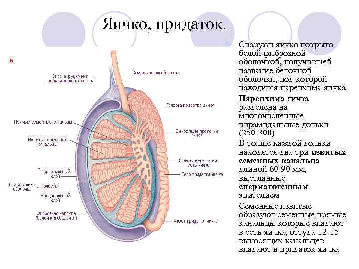 Мужская половая система фото