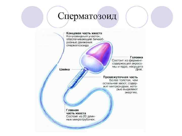 Сперматозоид 