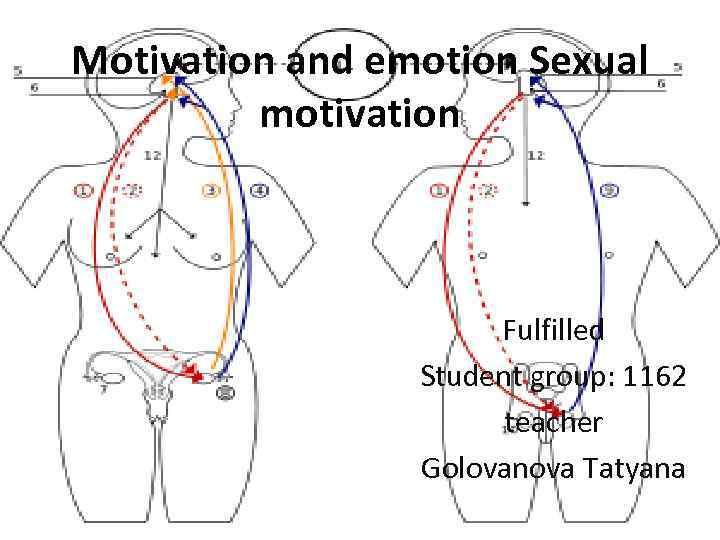Motivation and emotion Sexual motivation Fulfilled Student group: 1162 teacher Golovanova Tatyana 