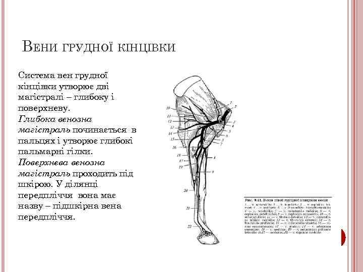 ВЕНИ ГРУДНОЇ КІНЦІВКИ Система вен грудної кінцівки утворює дві магістралі – глибоку і поверхневу.