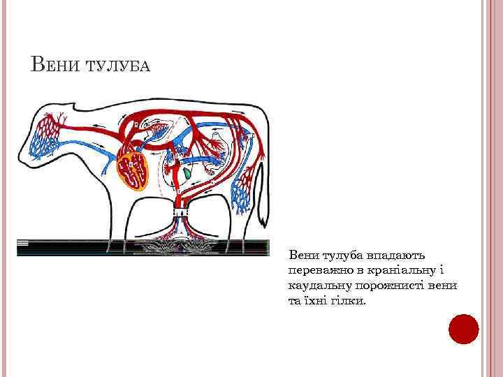 ВЕНИ ТУЛУБА Вени тулуба впадають переважно в краніальну і каудальну порожнисті вени та їхні