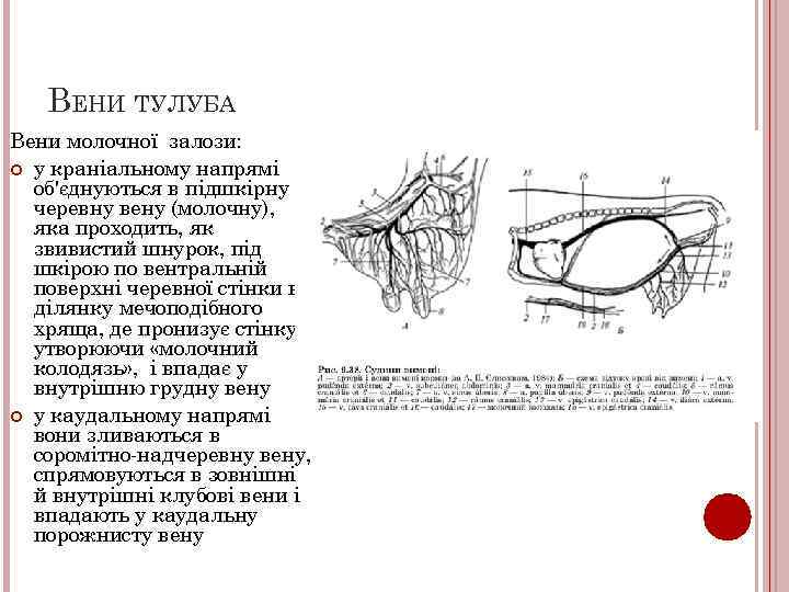 ВЕНИ ТУЛУБА Вени молочної залози: у краніальному напрямі об'єднуються в підшкірну черевну вену (молочну),