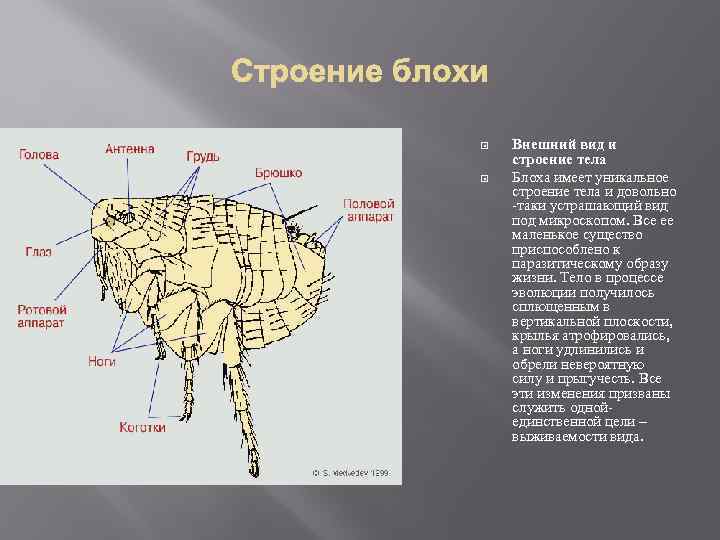  Внешний вид и строение тела Блоха имеет уникальное строение тела и довольно -таки