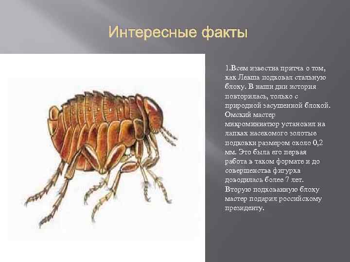 Интересные факты 1. Всем известна притча о том, как Левша подковал стальную блоху. В