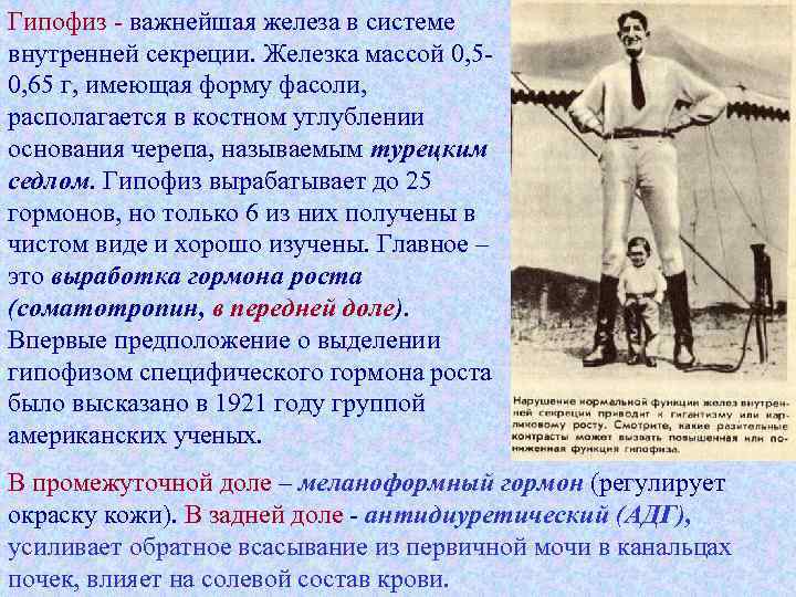 Гипофиз - важнейшая железа в системе внутренней секреции. Железка массой 0, 50, 65 г,