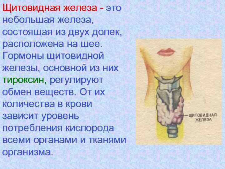 Щитовидная железа - это небольшая железа, состоящая из двух долек, расположена на шее. Гормоны