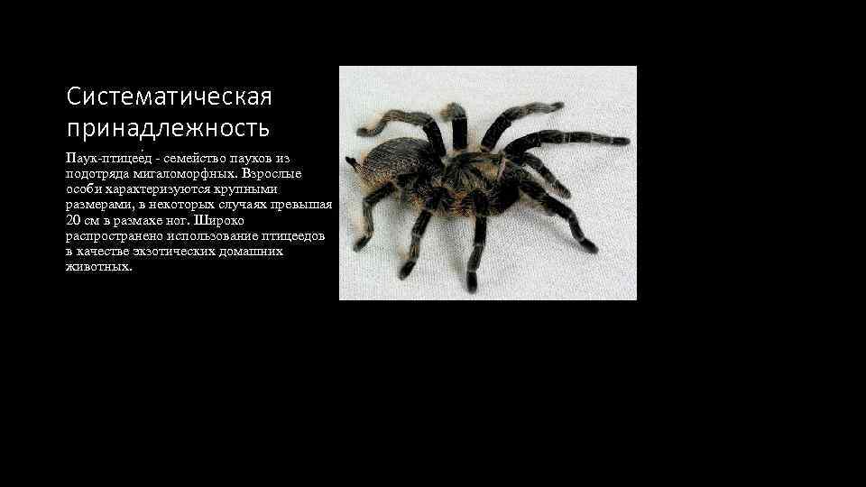 Систематическая принадлежность Паук-птицее д - семейство пауков из подотряда мигаломорфных. Взрослые особи характеризуются крупными