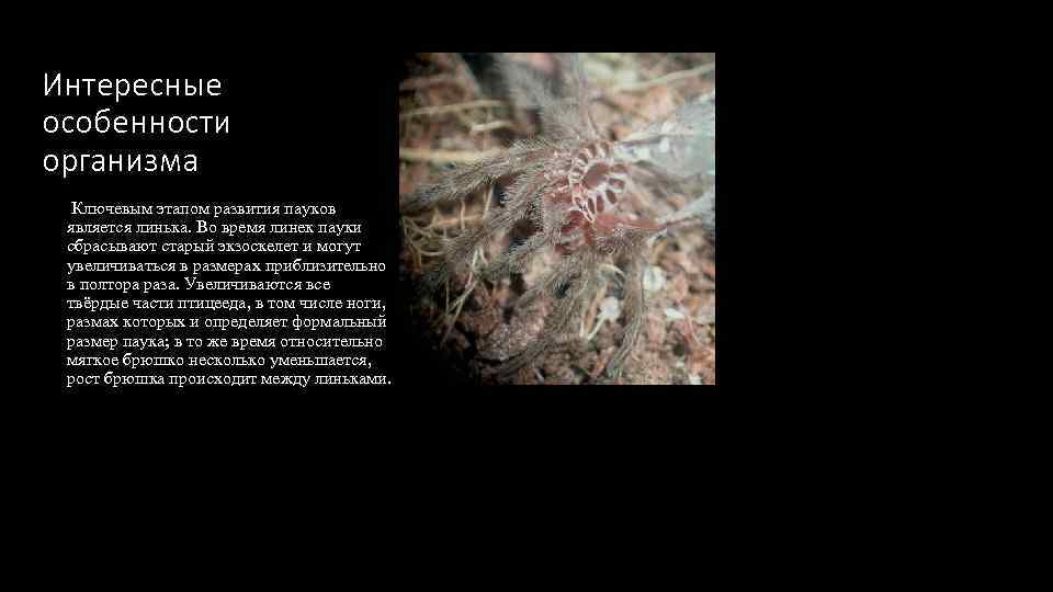 Интересные особенности организма Ключевым этапом развития пауков является линька. Во время линек пауки сбрасывают
