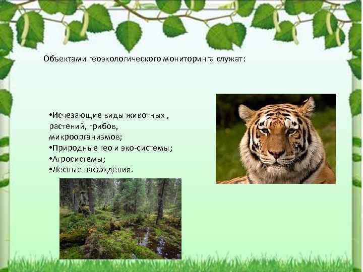 Объектами геоэкологического мониторинга служат: • Исчезающие виды животных , растений, грибов, микроорганизмов; • Природные