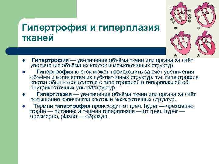 Гипертрофия и гиперплазия тканей l l Гипертрофия — увеличение объёма ткани или органа за