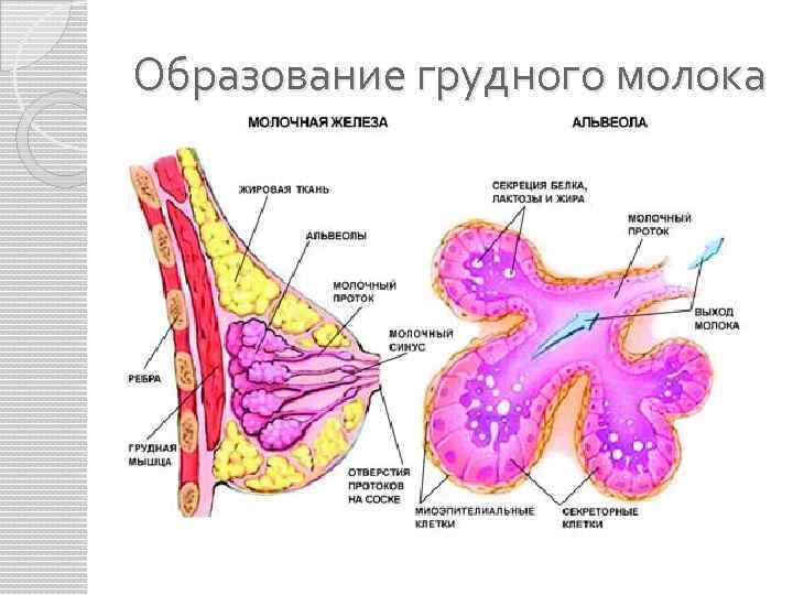 Образование грудного молока 