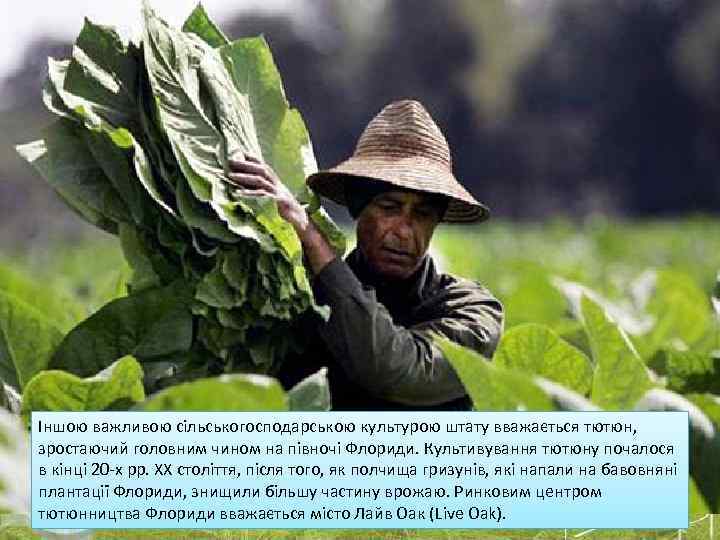 Іншою важливою сільськогосподарською культурою штату вважається тютюн, зростаючий головним чином на півночі Флориди. Культивування