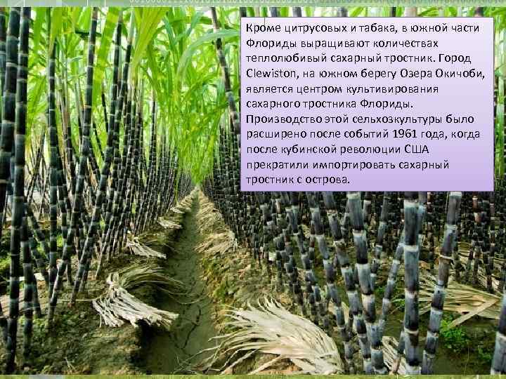 Кроме цитрусовых и табака, в южной части Флориды выращивают количествах теплолюбивый сахарный тростник. Город