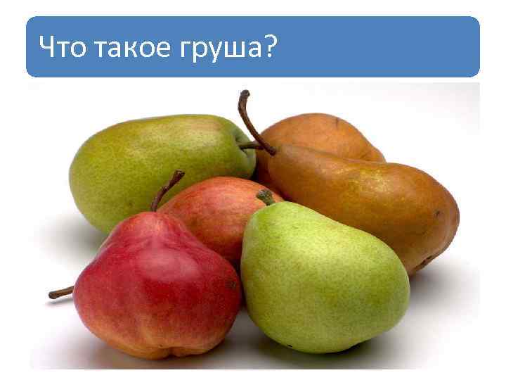 Что такое груша? 