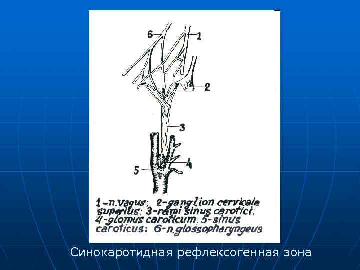 Топографическая анатомия и оперативная хирургия шеи презентация