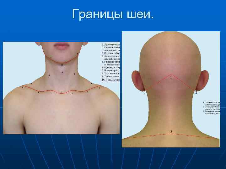 Границы шеи. 