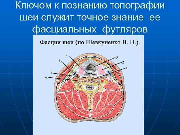 Топографическая анатомия и оперативная хирургия шеи презентация