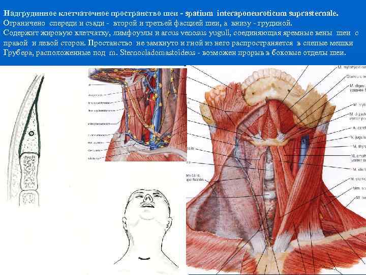 Топографическая анатомия и оперативная хирургия шеи презентация