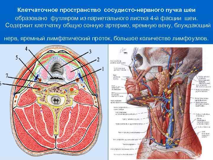 Клетчаточные пространства шеи схема