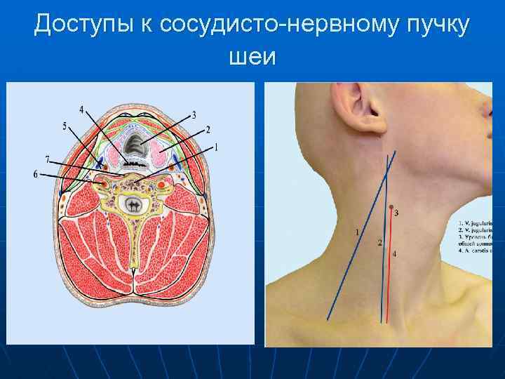 Вены шеи анатомия схема