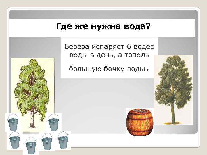 Где же нужна вода? Берёза испаряет 6 вёдер воды в день, а тополь .