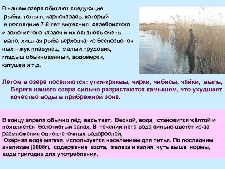 В нашем озере обитают следующие рыбы: гольян, карпокарась, который в последние 7 -8 лет