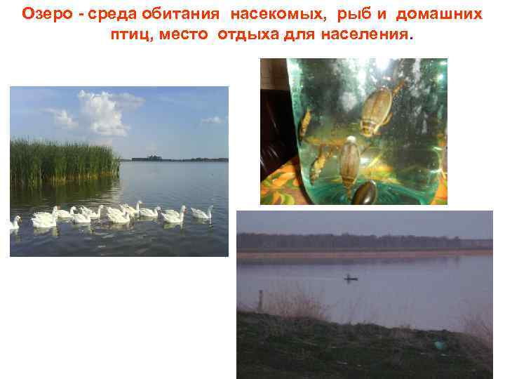 Озеро - среда обитания насекомых, рыб и домашних птиц, место отдыха для населения. 