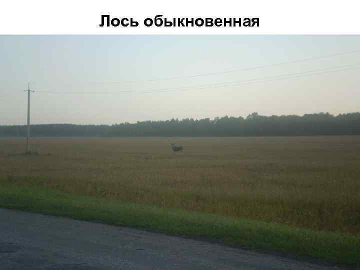 Лось обыкновенная 