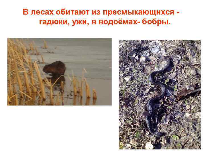 В лесах обитают из пресмыкающихся гадюки, ужи, в водоёмах- бобры. 