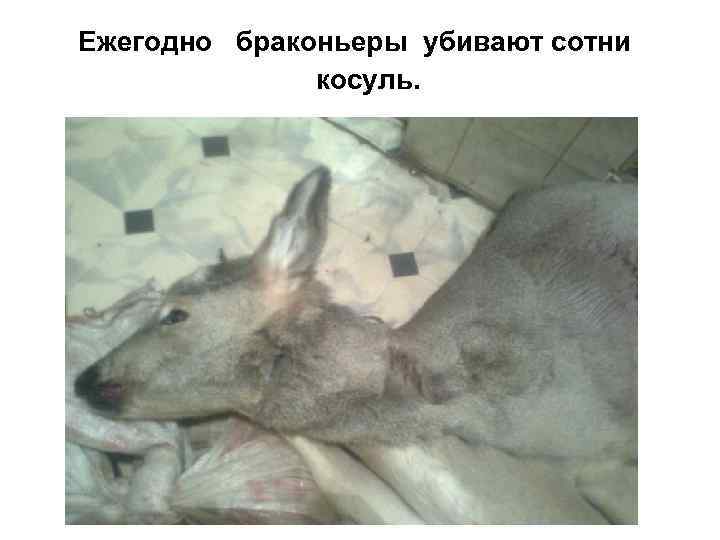 Ежегодно браконьеры убивают сотни косуль. 