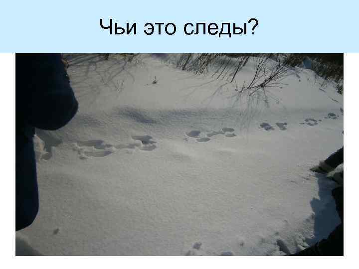 Чьи это следы? 