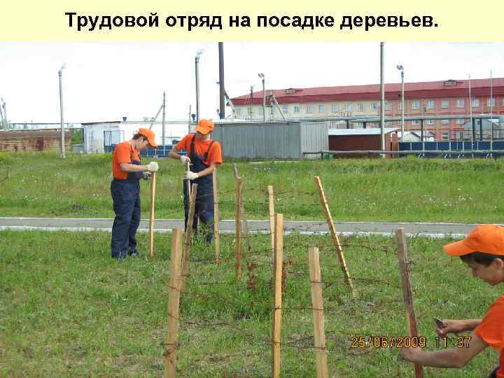 Трудовой отряд на посадке деревьев. 