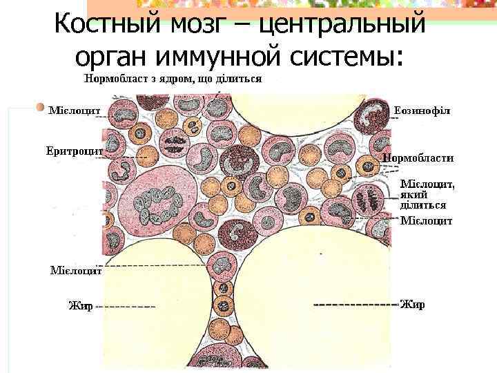 Костный мозг – центральный орган иммунной системы: 