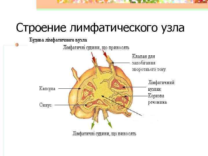 Строение лимфатического узла 