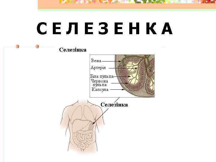 СЕЛЕЗЕНКА 
