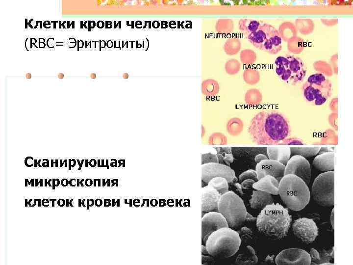 Клетки крови человека (RBC= Эритроциты) Сканирующая микроскопия клеток крови человека 