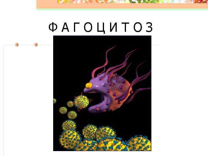 ФАГОЦИТОЗ 