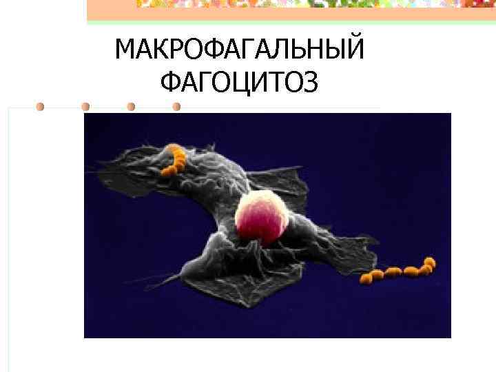 МАКРОФАГАЛЬНЫЙ ФАГОЦИТОЗ 