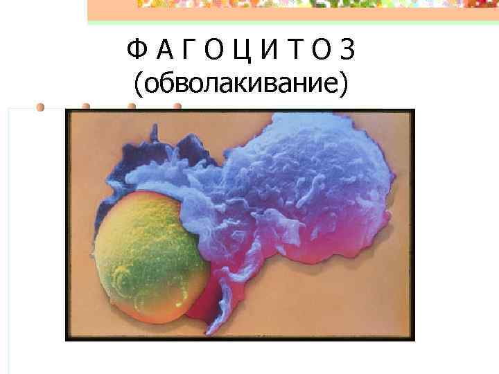 ФАГОЦИТОЗ (обволакивание) 