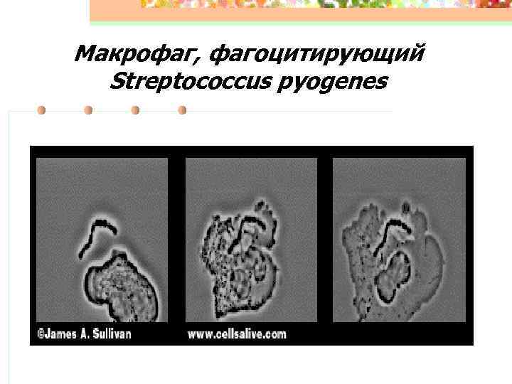 Макрофаг, фагоцитирующий Streptococcus pyogenes 