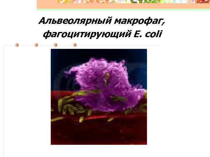 Альвеолярный макрофаг, фагоцитирующий E. coli 