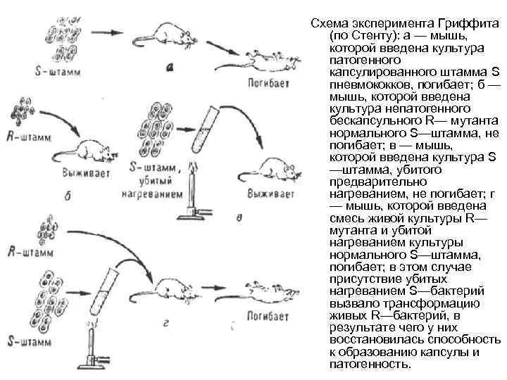 Схема эксперимента Гриффита (по Стенту): а — мышь, которой введена культура патогенного капсулированного штамма