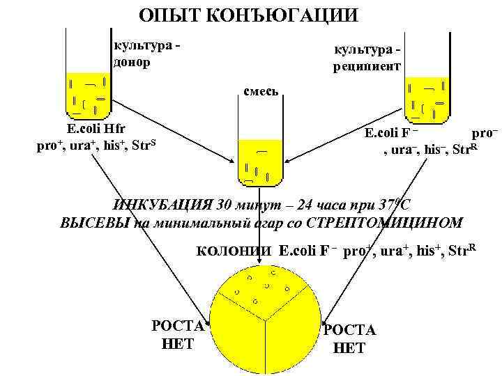 ОПЫТ КОНЪЮГАЦИИ культура донор культура реципиент смесь E. coli Hfr pro+, ura+, his+, Str.