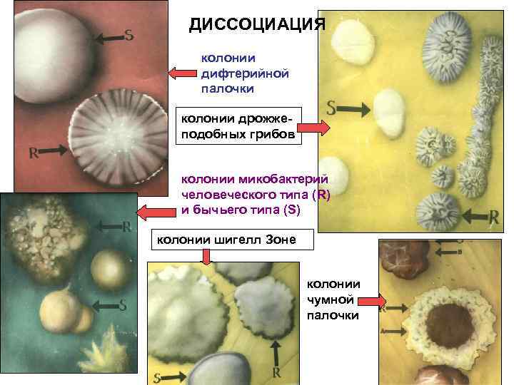 ДИССОЦИАЦИЯ колонии дифтерийной палочки колонии дрожжеподобных грибов колонии микобактерий человеческого типа (R) и бычьего