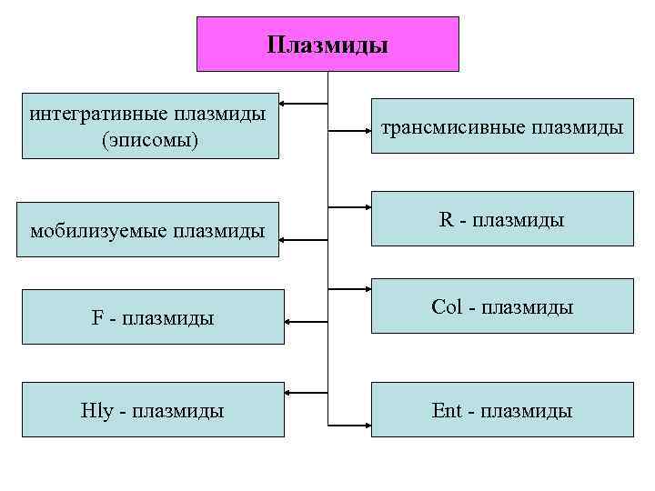 Плазмиды интегративные плазмиды (эписомы) трансмисивные плазмиды мобилизуемые плазмиды R - плазмиды F - плазмиды
