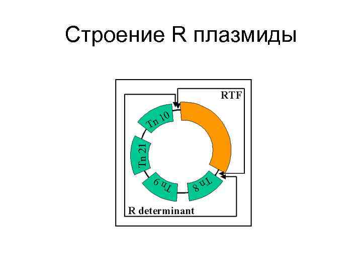 Строение R плазмиды 